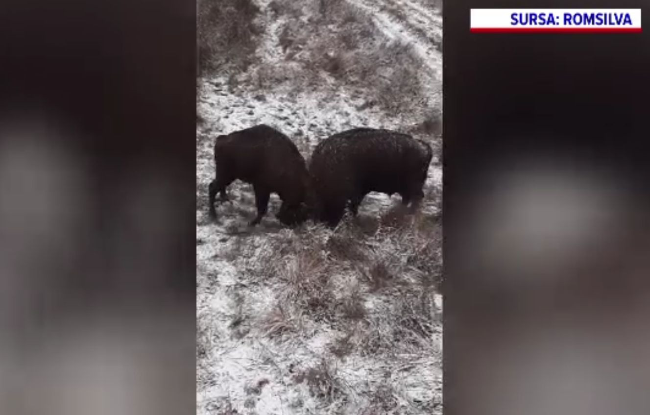 Luptă între zimbri, surprinsă de un angajat Romsilva