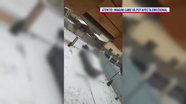 O femeie din Suceava a fost atacată pe stradă de 5 câini din rasa Rotweiller