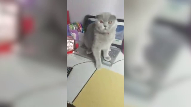 Un motan a refuzat să își lase stăpâna să intre la orele online. De ce era supărat Tontonel