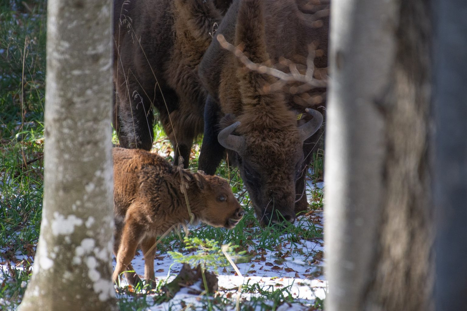 Video. Primul pui de zimbru născut în libertate, în Munții Făgăraș, după două secole