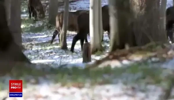 Video. Primul pui de zimbru născut în libertate, în Munții Făgăraș, după două secole