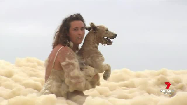 O cătelușă a fost salvată din spuma oceanică, în timpul unei transmisiuni pentru un post de știri