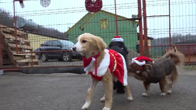 Câinele polițist Oscar a fost Moș Crăciun pentru cățeii de la un adăpost din Suceava. Cum a fost primit
