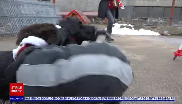 Câinele polițist Oscar a fost Moș Crăciun pentru cățeii de la un adăpost din Suceava. Cum a fost primit