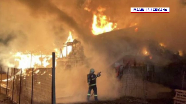 Incendiu violent la un adăpost de animale din Bihor. Doi câini au fost înghiţiţi de foc