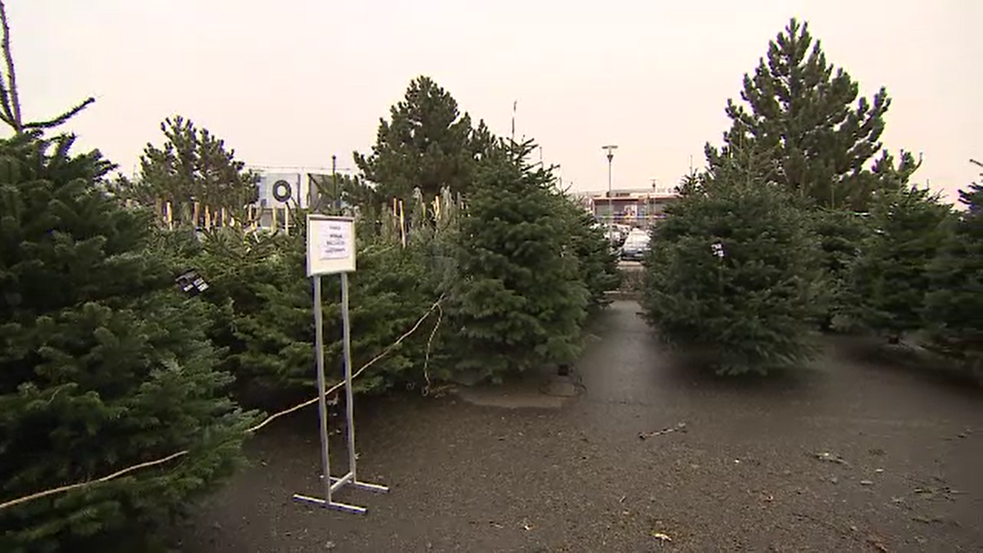 Bradul și decorațiunile de Crăciun îi vor costa anul acesta pe români în medie 200 de lei