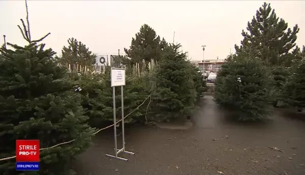 Bradul și decorațiunile de Crăciun îi vor costa anul acesta pe români în medie 200 de lei