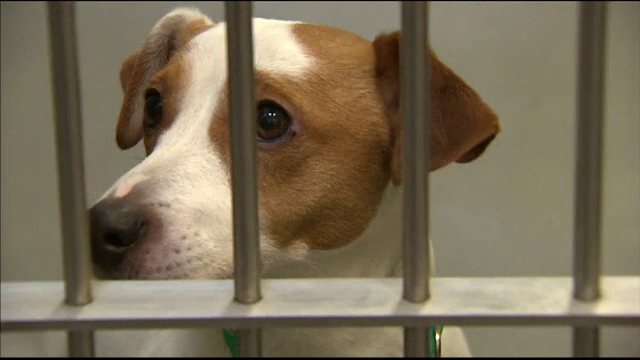 Cazurile de câini furați în Marea Britanie, în creștere cu 250%. Care ar fi motivul