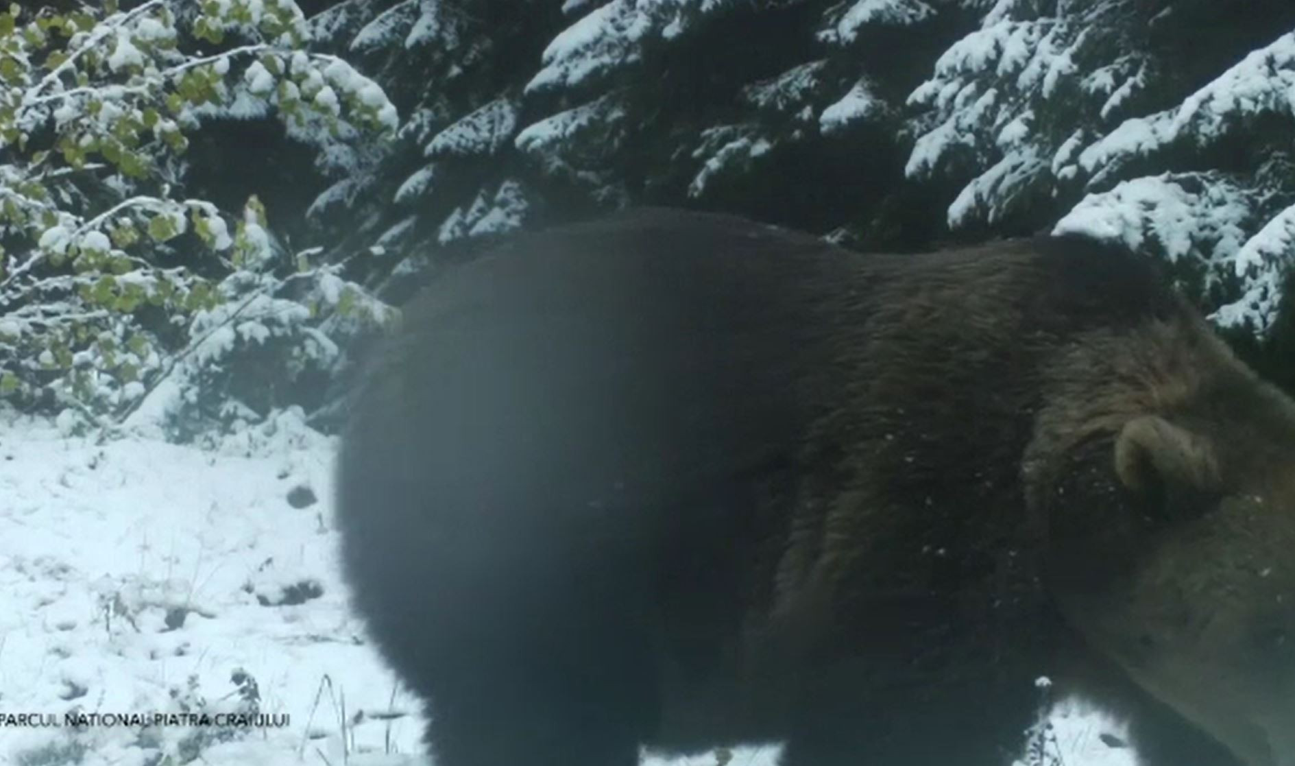 Imagini inedite surprinse de angajații Romsilva, cu un urs care a descoperit o cameră ascunsă