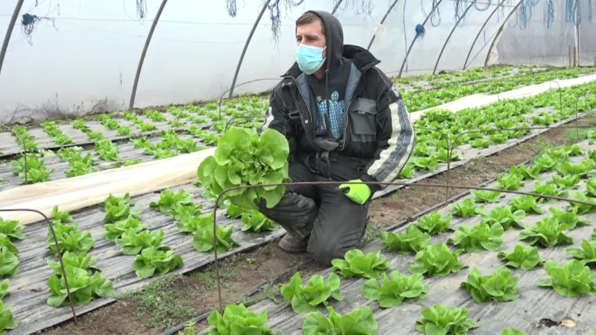 Vremea nesperat de caldă i-a ajutat pe fermieri. Ce culeg din solarii în decembrie