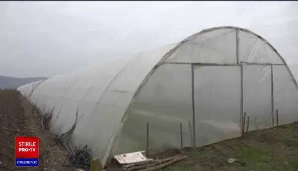 Vremea nesperat de caldă i-a ajutat pe fermieri. Ce legume culeg din solarii în decembrie