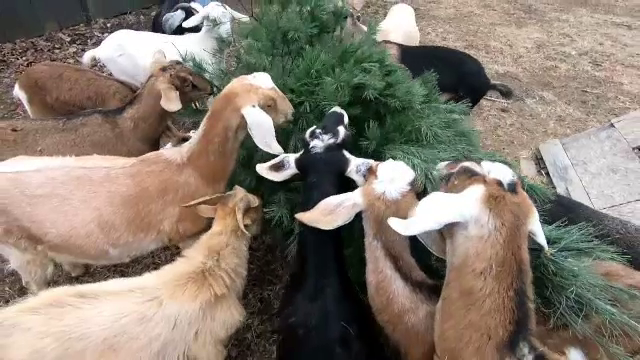 Anunț inedit în Statele Unite. Unde poți duce brazii de Crăciun după sărbători