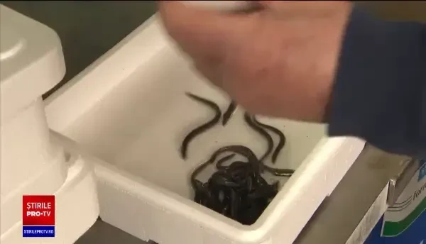 Oamenii de afaceri britanici se așteaptă la probleme majore și blocaje după Brexit