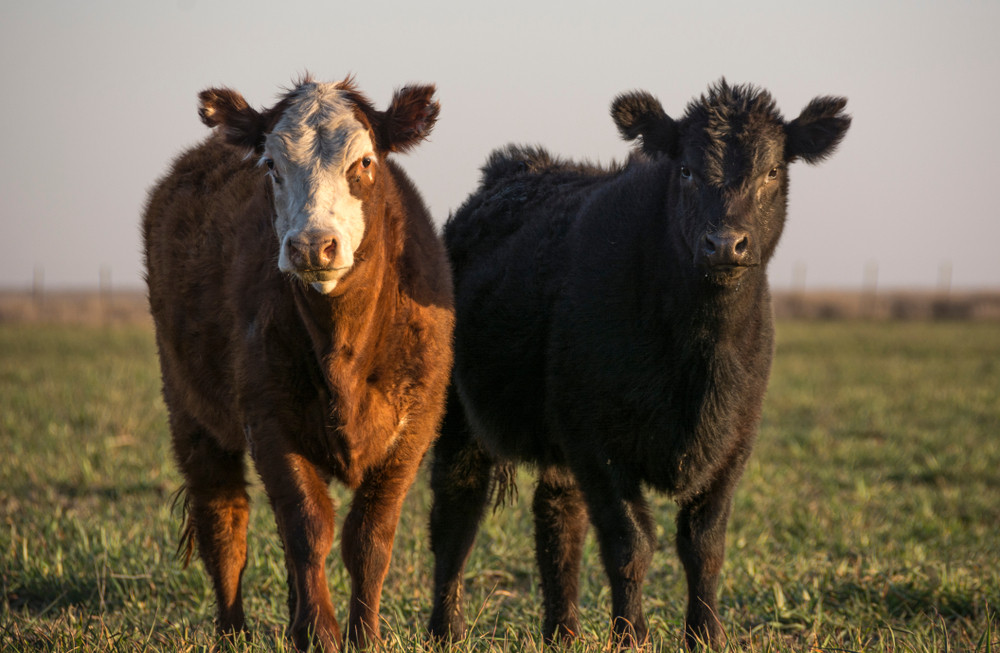 Un bărbat din Botoșani a falsificat bancnote de 500 de Euro ca să își cumpere bovine