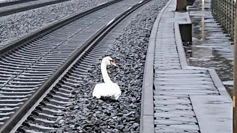 O lebădă în doliu a blocat circulația a zeci de trenuri în Germania. Ce s-a întâmplat cu perechea sa