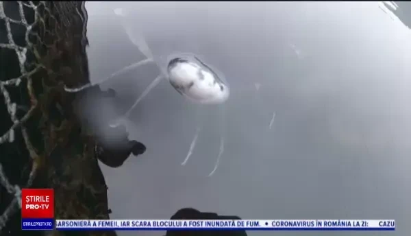 Peştele care costă mai mult decât o maşină de lux. Este crescut de o companie din China