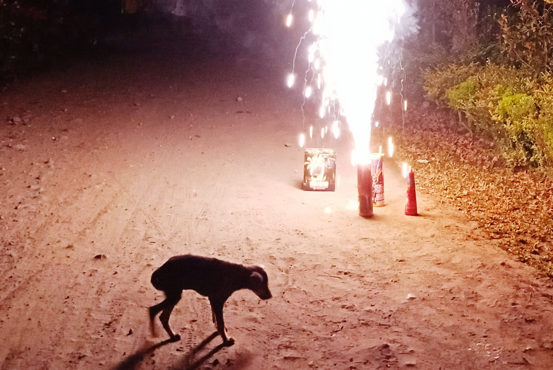 Un câine a murit la Botoșani, îngrozit de zgomotele petardelor de Revelion. De ce sunt mai afectate animalele
