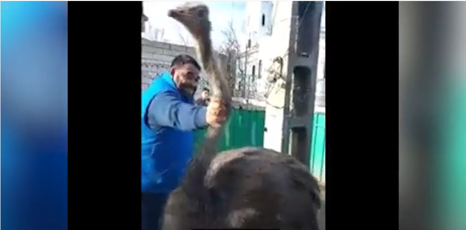 Interlopii din Murgeni au transmis live pe Facebook cum taie gâtul unui struț. Autoritățile spun că nu au făcut nimic greșit