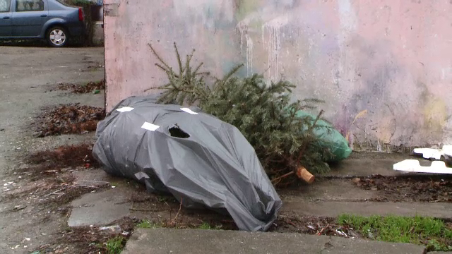 Amenzi usturătoare pentru cei care aruncă brazii de Crăciun la voia întâmplării. Ce poți face cu ei