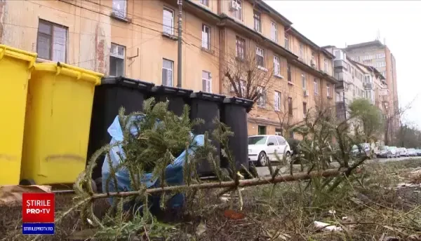 Amenzi usturătoare pentru cei care aruncă brazii de Crăciun la voia întâmplării. Ce poți face cu ei