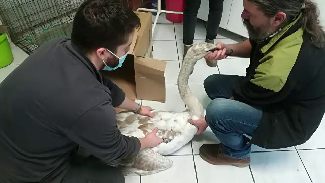 Lebede împușcate și otrăvite pe lacul Gilău din județul Cluj. Vinovații sunt de negăsit