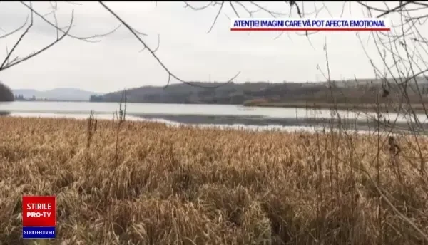 Lebede împușcate și otrăvite pe lacul Gilău din județul Cluj. Vinovații sunt de negăsit
