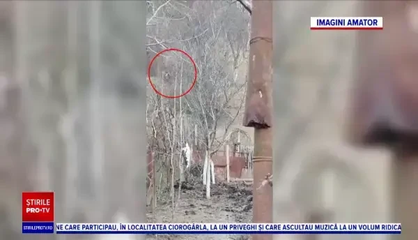 Un urs a îngrozit locuitorii de la marginea orașului Târgu Mureș. Nici petardele nu-l mai sperie