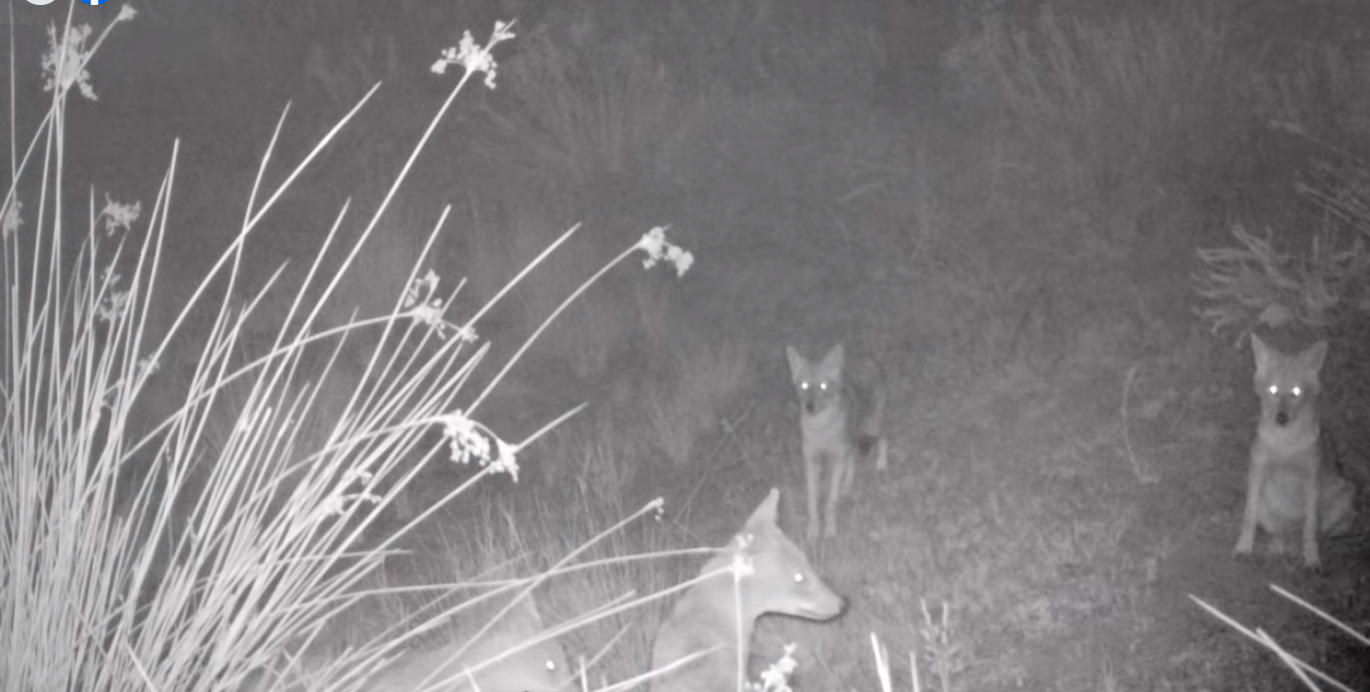 VIDEO. Haită de șacali, filmată într-un ocol silvic din județul Tulcea