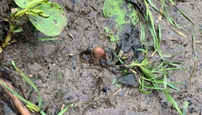 O femeie din Anglia a crezut că a văzut un picior de om în pământ și a sunat la poliție. Ce a descoperit de fapt