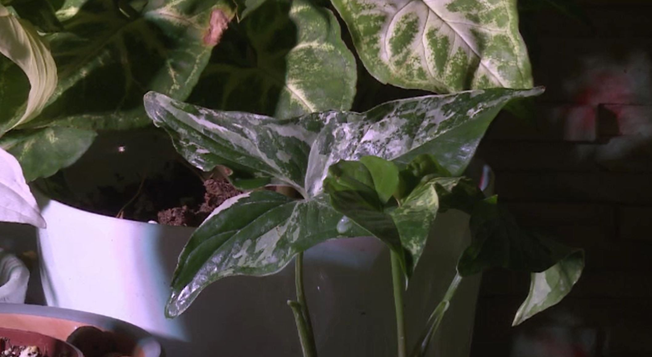 Dorul de natură i-a făcut pe români mai atrași de florile de apartament. Cum sunt achiziționate plantele rare