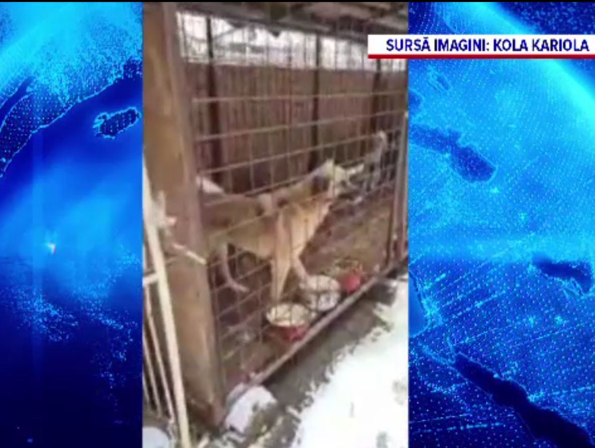 Câini ţinuţi în cuşti zile în şir, fără mâncare, la un adăpost din Târgu Lăpuş
