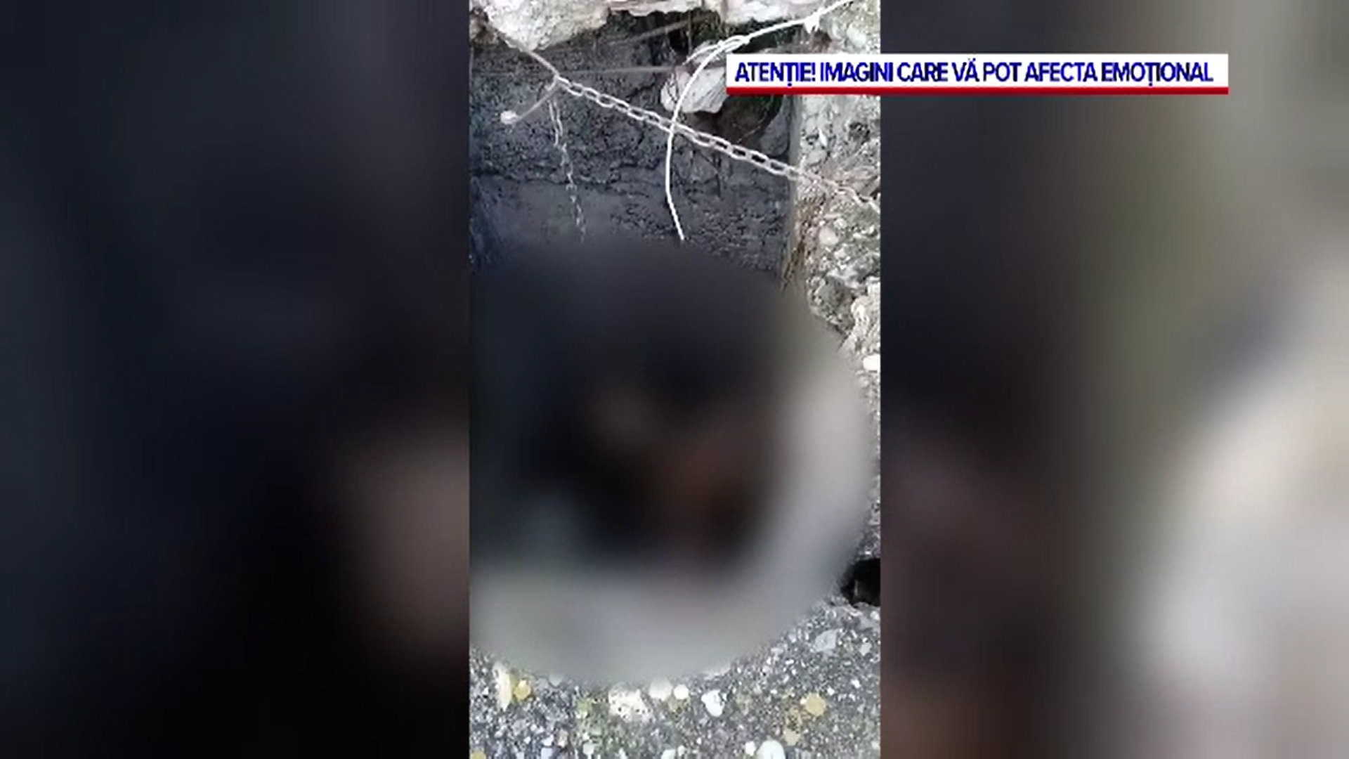 Doi bărbați din Bihor au fost arestați după ce au omorât mai mulți câini prin spânzurare