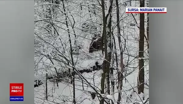 O ursoaică cu trei pui, în vizită prin Sinaia. Momentele inedite au fost filmate de polițiștii locali