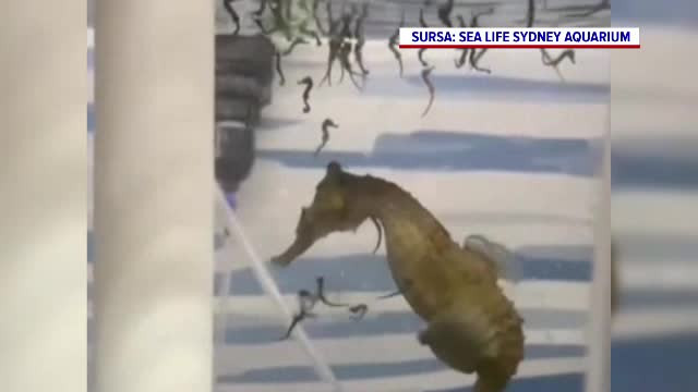 Un căluț de mare a fost filmat în timp ce năștea într-un acvariu din Sydney