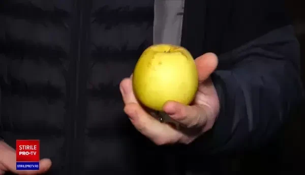 România are prea multe mere. În magazine se caută cele de import, iar producătorii încep să le arunce