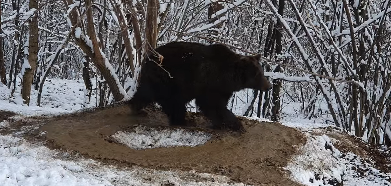 Imagini sfâșietoare la Zărnești. Un urs care a stat 20 de ani în cușcă se învârte în cerc, deși este liber