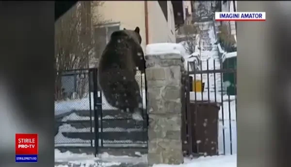 Urși filmați când sar gardul și intră într-o gospodărie din Bușteni