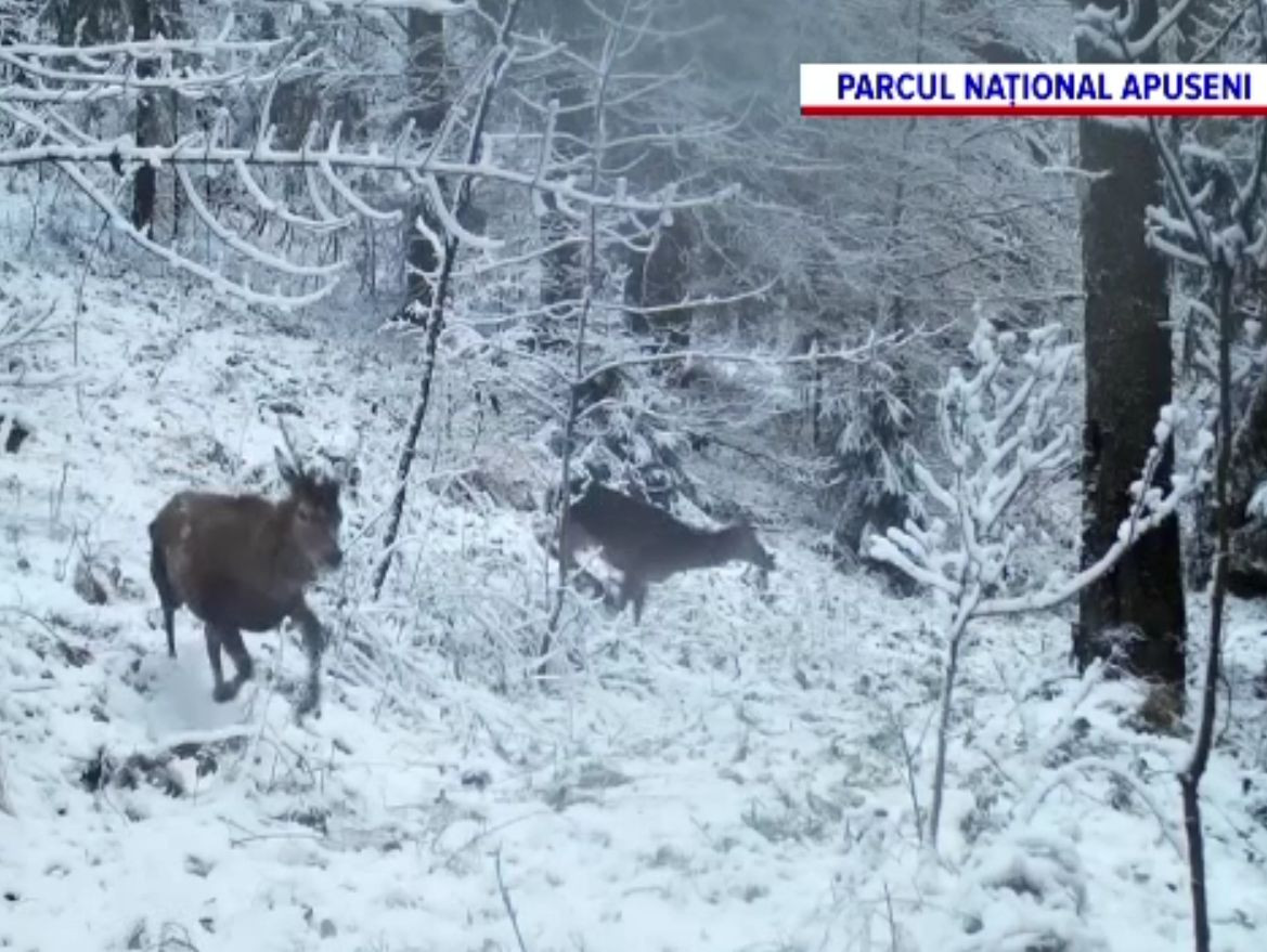 Imagini rare cu jocul căprioarelor în pădurile din Apuseni. Când au fost filmate