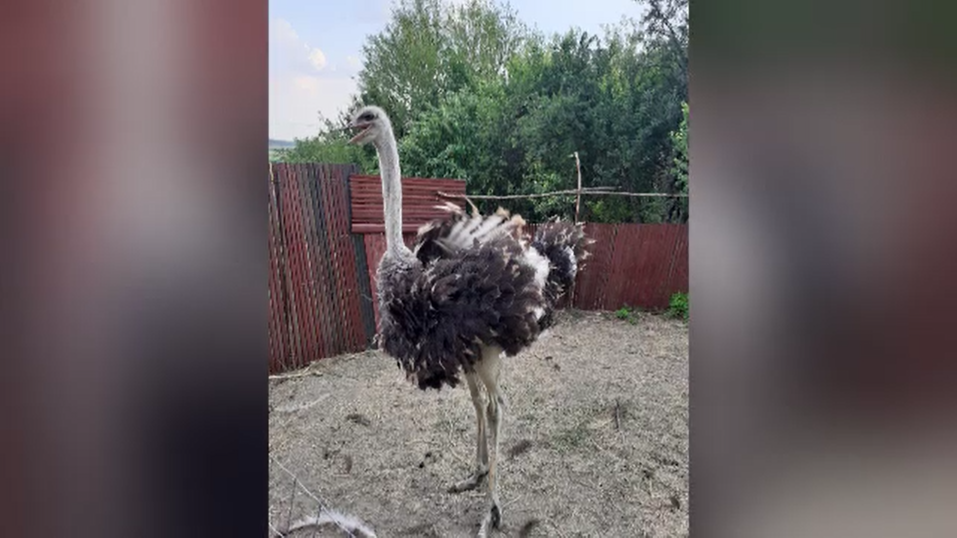 Doi indivizi au furat doi struți într-un sat din Giurgiu. Proprietarul a găsit păsările tăiate