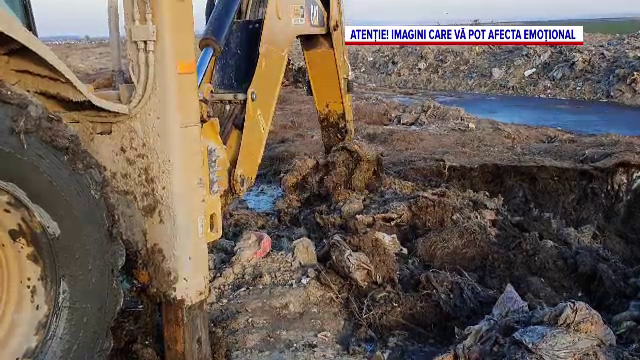 Dezastru ecologic în localitatea Smârdan, județul Tulcea. Mii de leșuri de ovine ar fi îngropate