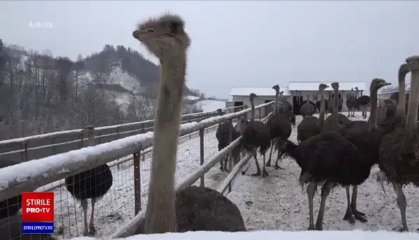 Incediu la o pensiune din Mehedinți. 11 persoane au reușit să iasă în timp util din locuință