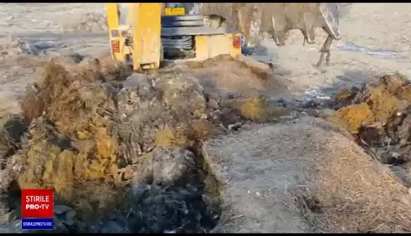 Dezastru ecologic în localitatea Smârdan, județul Tulcea. Mii de leșuri de ovine ar fi îngropate