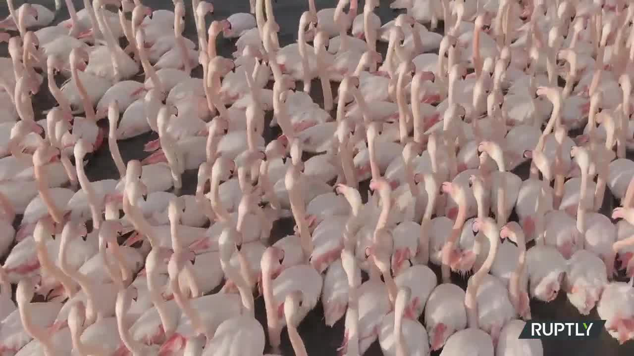 VIDEO impresionant cu un stol de păsări flamingo, filmat cu o dronă
