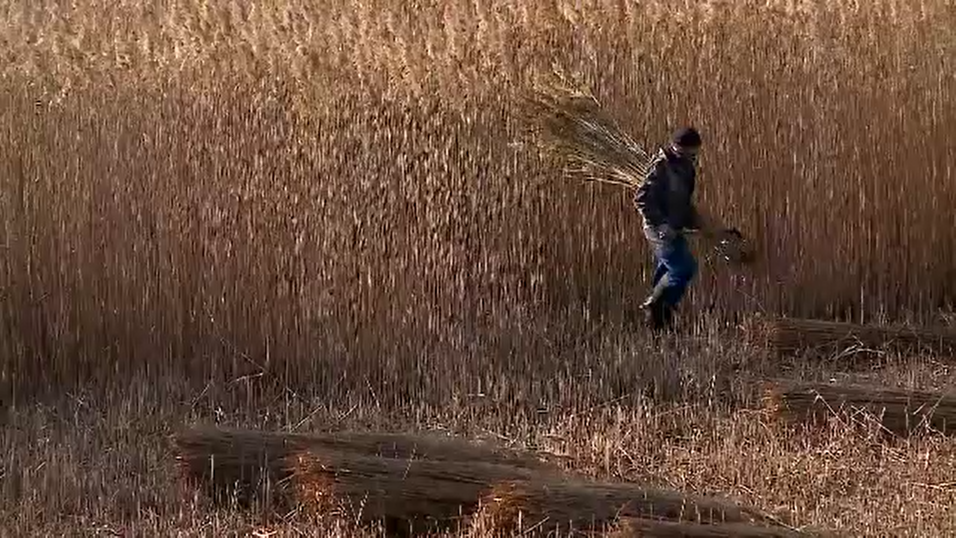 Pentru prima dată în ultimii zece ani, stuful din Delta Dunării nu mai este exportat