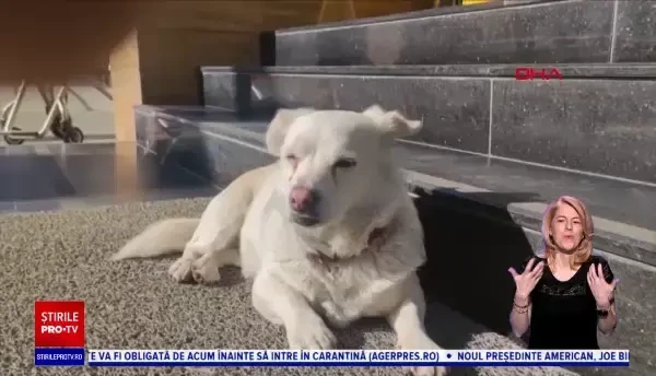 O cățelușă a stat zile întregi în fața unui spital din Turcia, unde era internat stăpânul ei