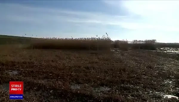 Pentru prima dată în ultimii zece ani, stuful din Delta Dunării nu mai este exportat