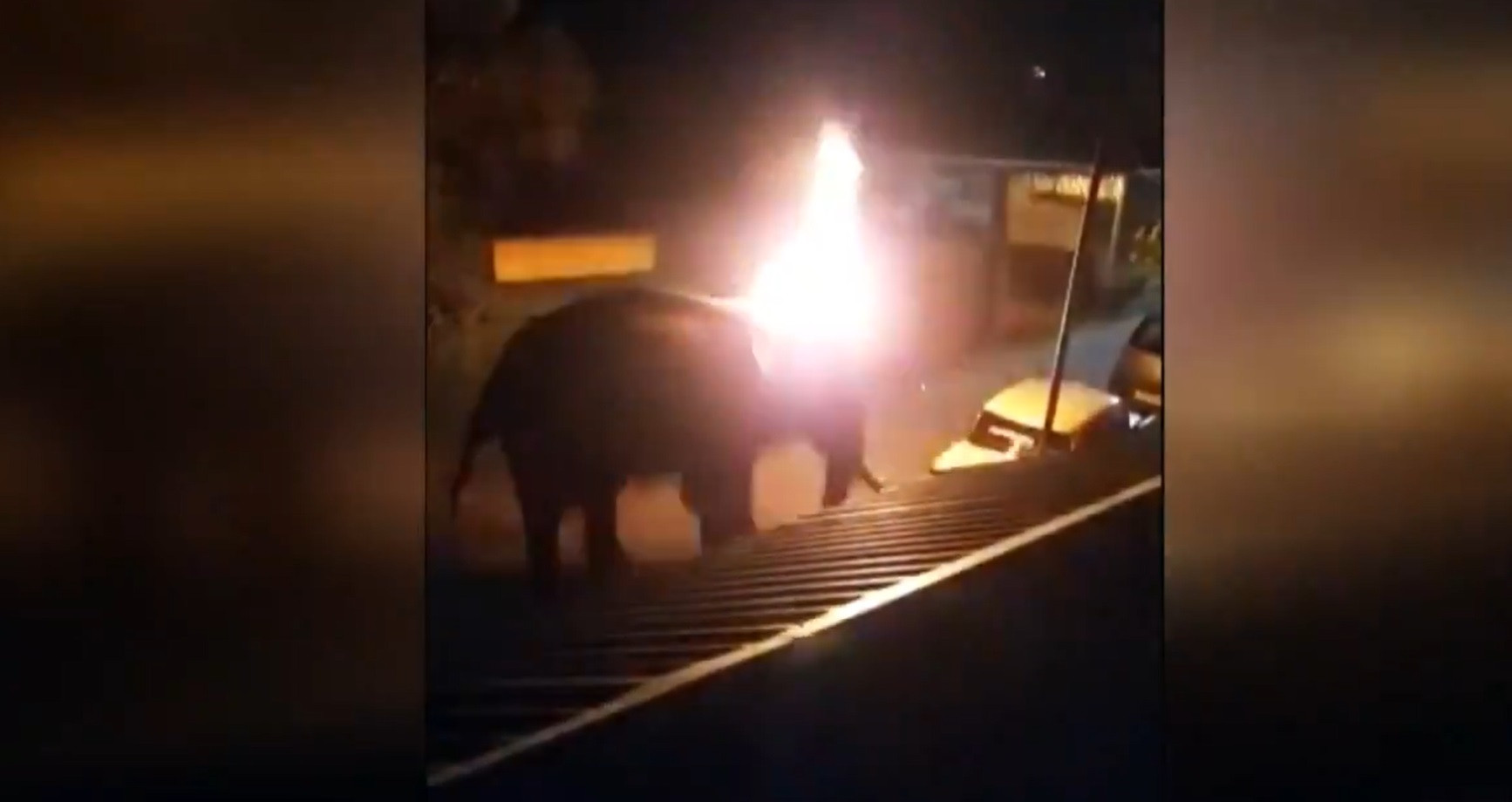 VIDEO. Un elefant a murit în chinuri în India. Oamenii au aruncat în el cu cauciucuri aprinse