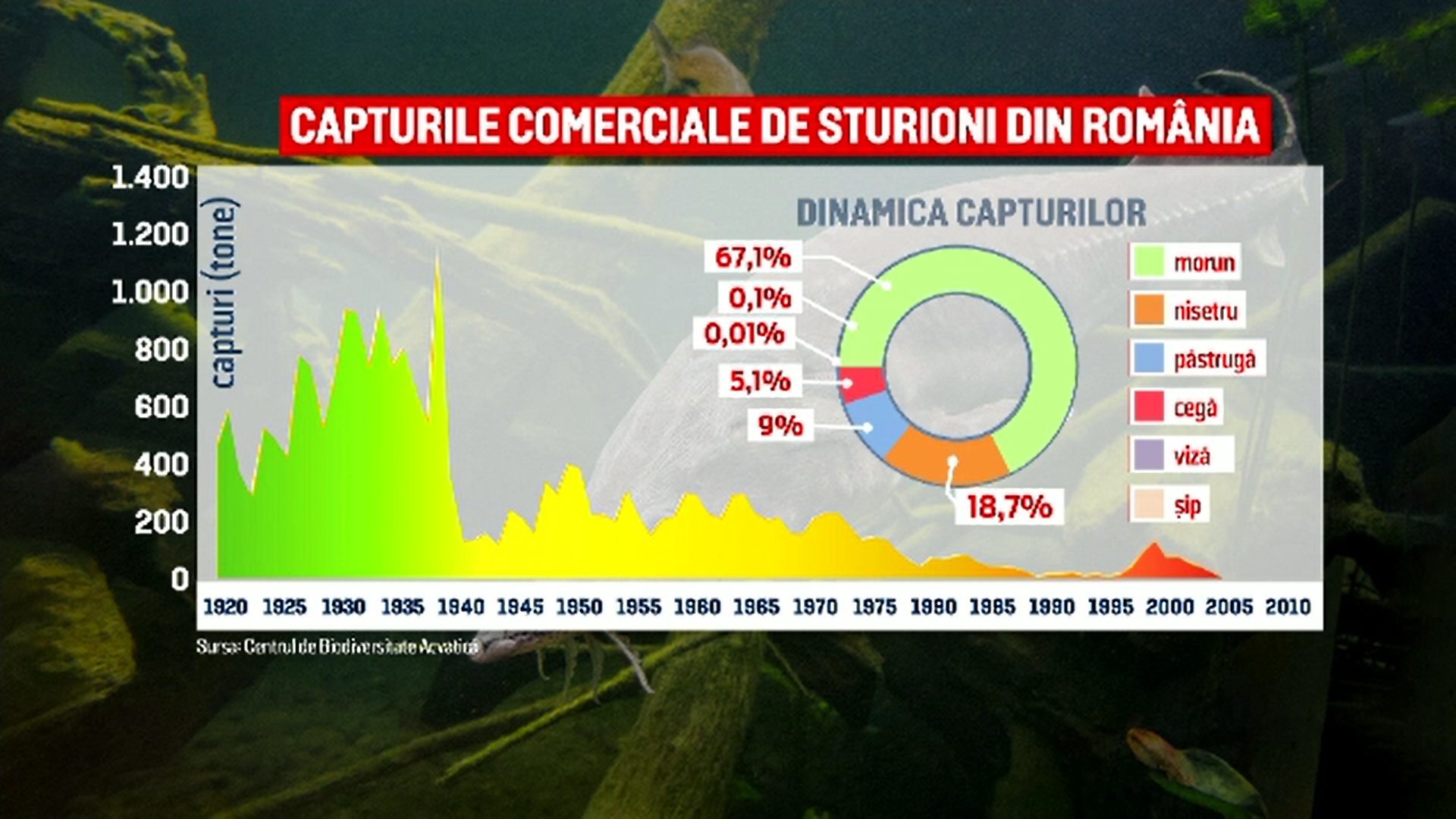România se pregătește să extindă prohibiția la sturioni cu încă 5 ani