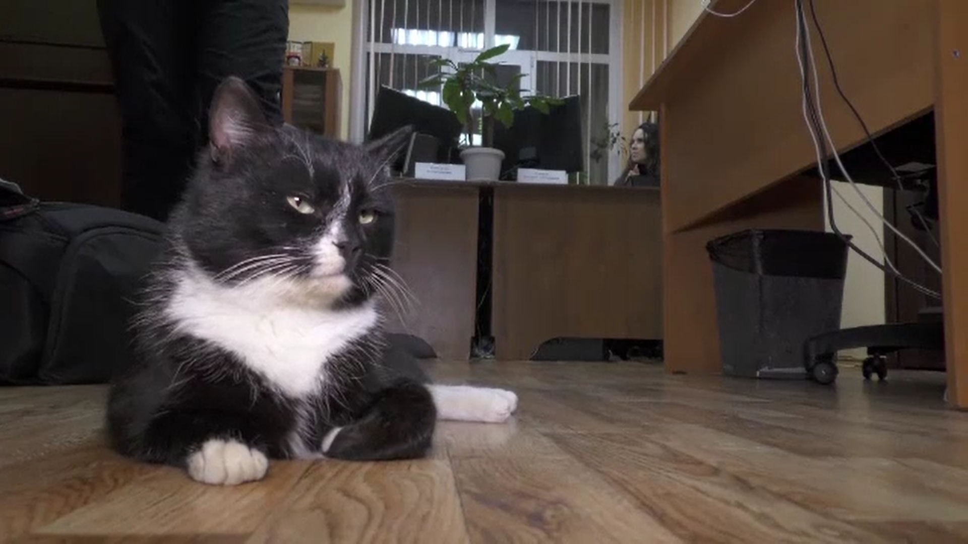 O pisică din Rusia a ajuns ministru adjunct după ce a fost salvată dintr-o instalație de procesare a deșeurilor