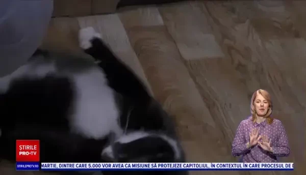 O pisică din Rusia a ajuns ministru adjunct după ce a fost salvată dintr-o instalație de procesare a deșeurilor